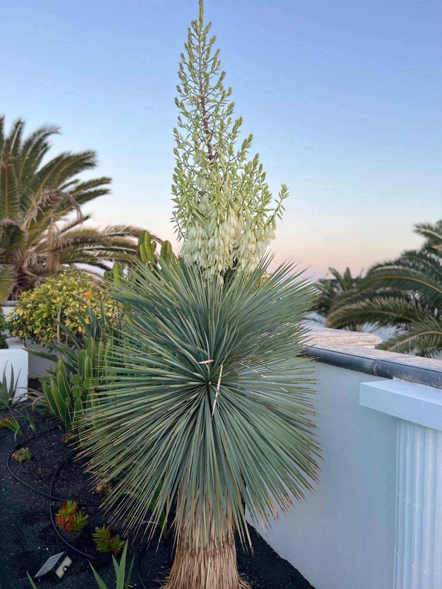 Oasis De Lujo - Luxury Boutique Villa Costa Teguise Zewnętrze zdjęcie